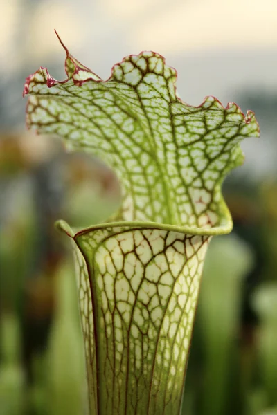 stock image Carnivorous plant