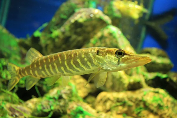 stock image Small Pike