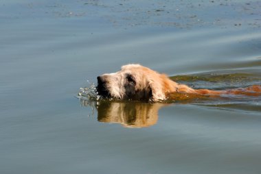 Yüzen Golden Retriever