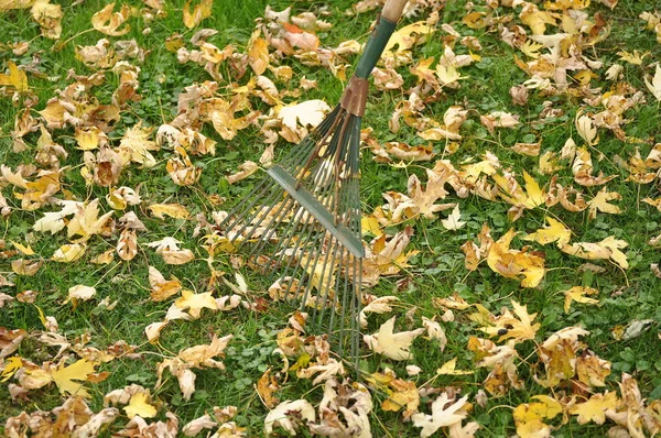 Сгребание осенних листьев — стоковое фото