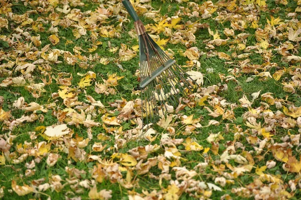 Raking Autumn Leaves — Stock Photo, Image