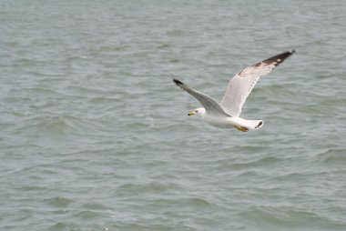 Ring Billed Gull clipart