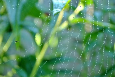 Dewy Spider Web clipart