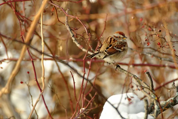 American Tree Sparrow — Stock Photo, Image