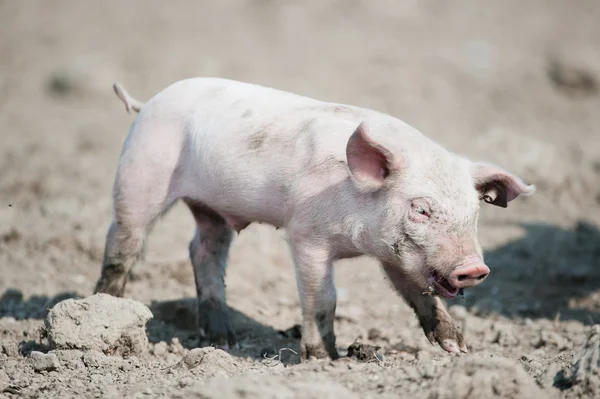 Noworodek szczęśliwy ładny świnia — Zdjęcie stockowe
