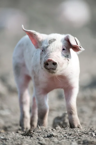 Süßes, glückliches Babyschwein Stockfoto