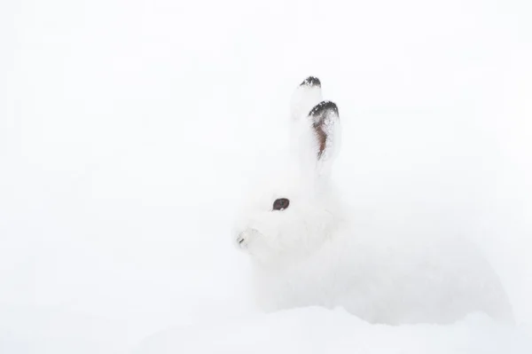 Sneeuwhaas (lat. Lepus timidus — Stockfoto