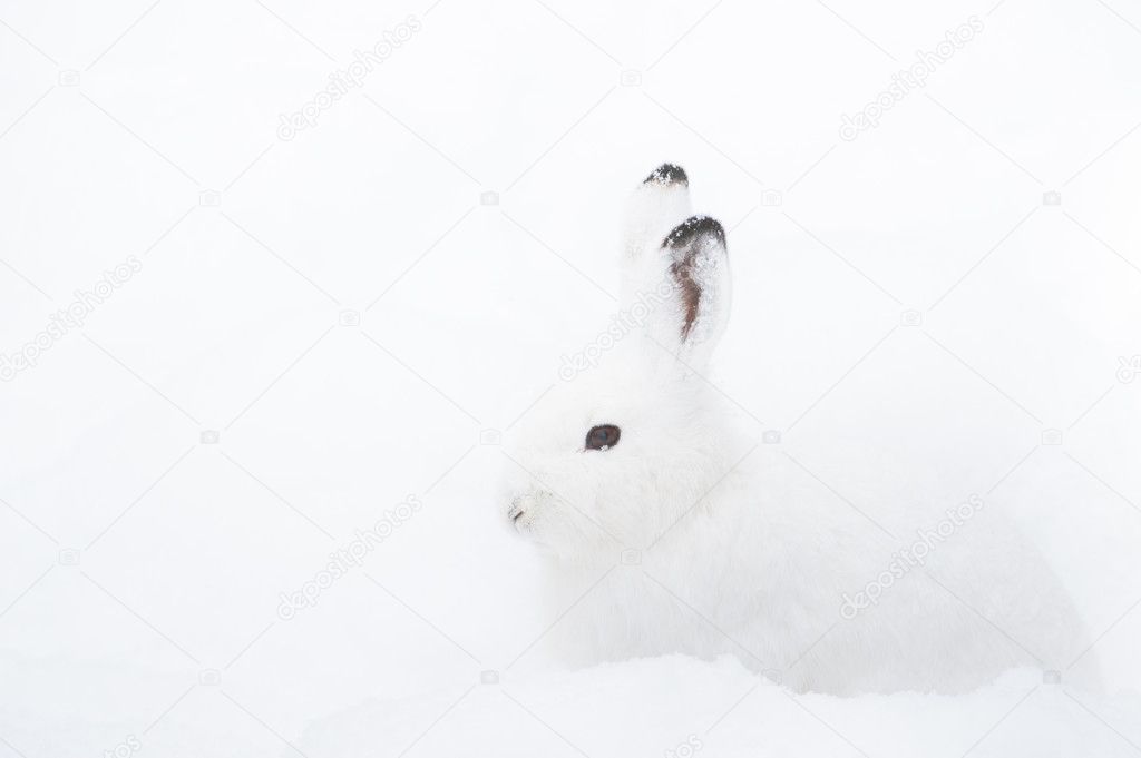Mountain Hare (lat. Lepus timidus
