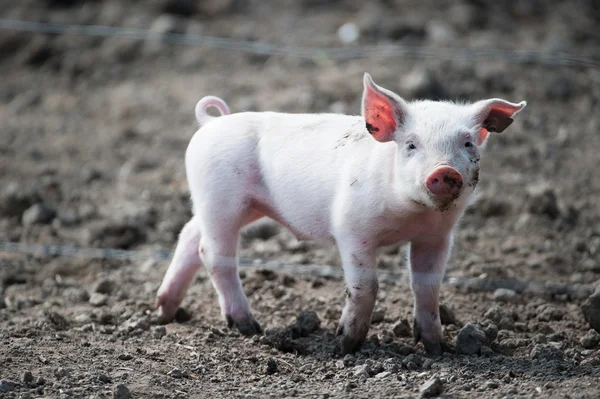 Мила щаслива дитина свиня — стокове фото
