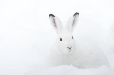 Dağ Hare (lat. tavşan timidus)