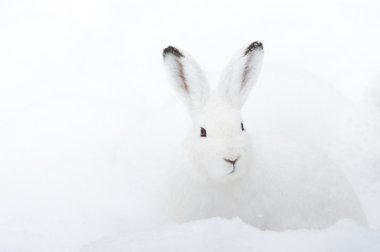 Mountain Hare (lat. Lepus timidus) clipart