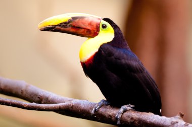 kestane çeneli toucan