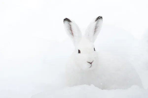 Dağ Hare (lat. tavşan timidus) — Stok fotoğraf