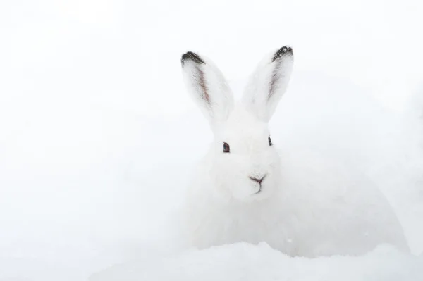 Mountain Hare (em inglês). Lepus timidus ) Fotografias De Stock Royalty-Free