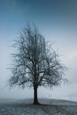 karanlık moody ağaç