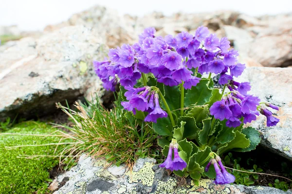 stock image Alpine flowers