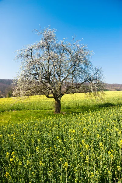 Albero fiorito in primavera — Foto Stock