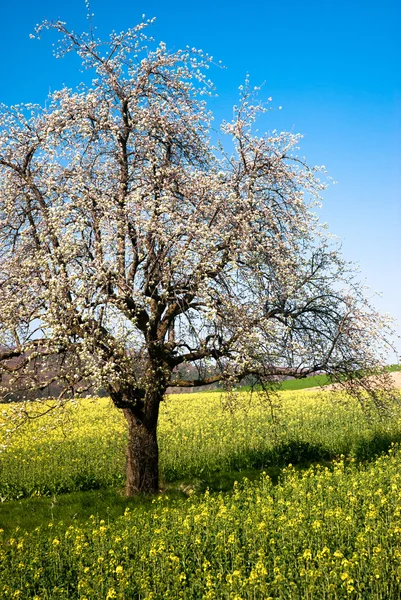 Yeni gelişen ağaç bahar — Stok fotoğraf