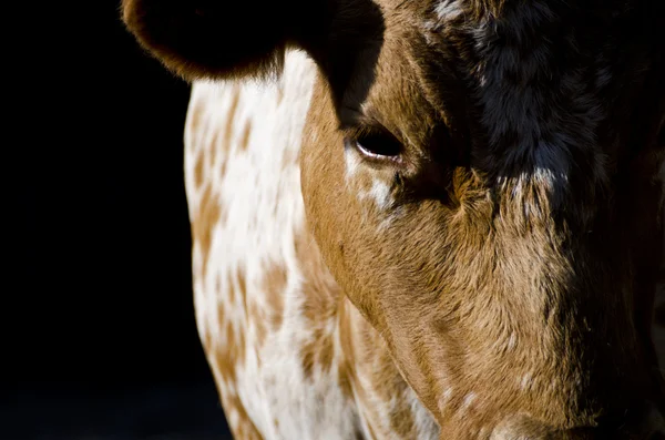 A cow — Stock Photo, Image