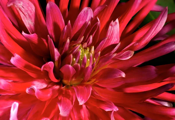 Stock image Chrysanthemum