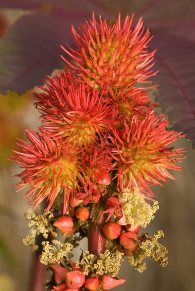 stock image Castor bean plant