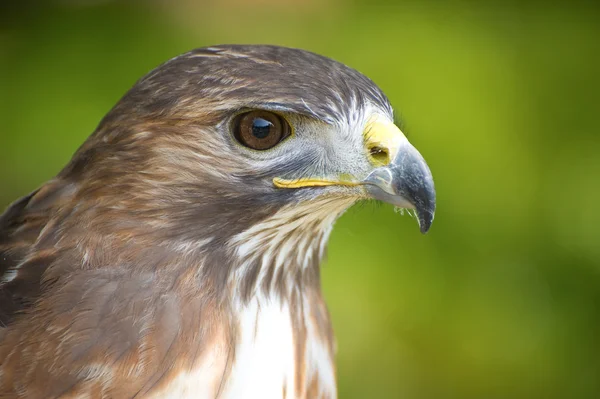 stock image Hawks head