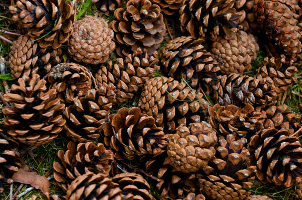 Pinecones on the ground