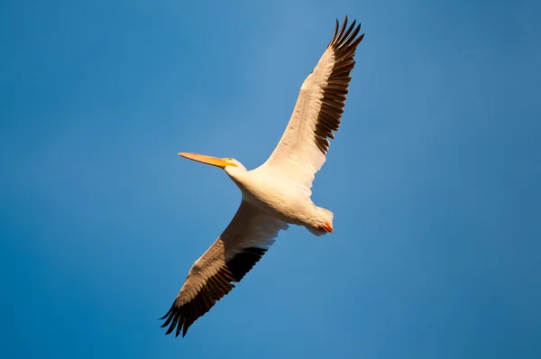 Pelican under flygning Royaltyfria Stockfoton