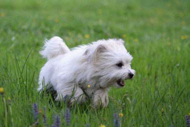 köpek coton de tulear