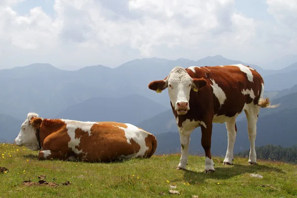 Vaca em pasto — Fotografia de Stock