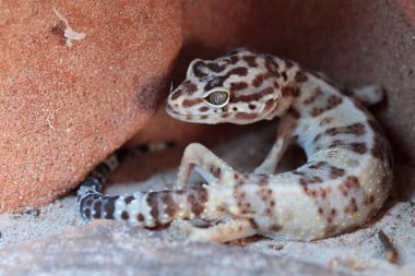 Leopard gecko clipart