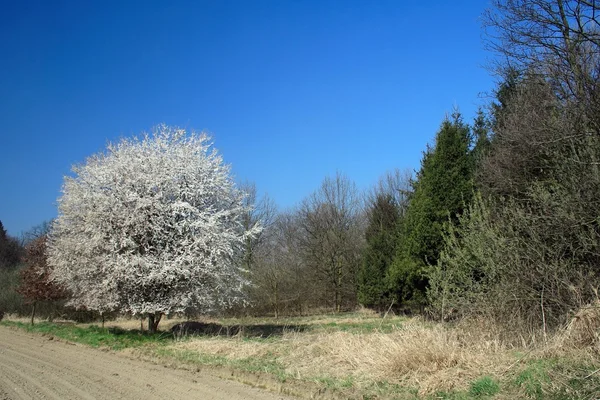 Stock image Wild cherry at spring time