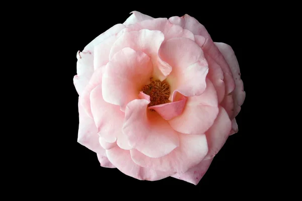 Роза изолирована — стоковое фото