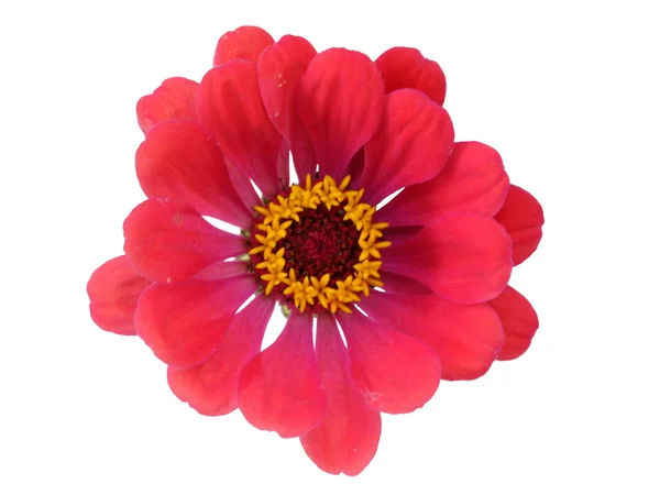 Cynia kwiat — Zdjęcie stockowe