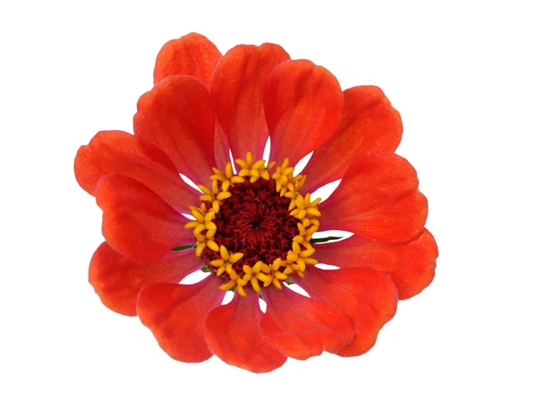 Zinnia Flower — Stock Photo, Image