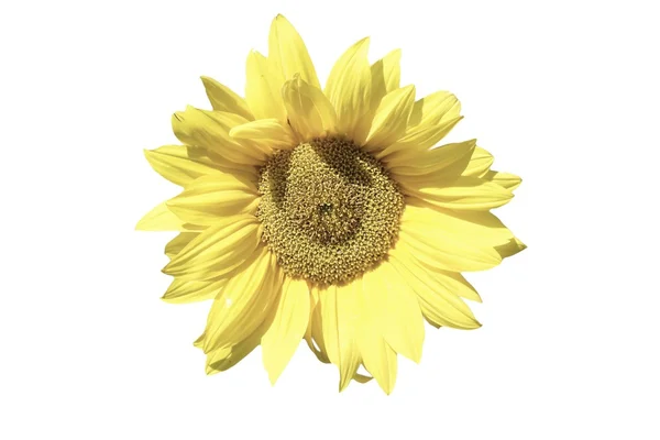 Sonnenblume isoliert — Stockfoto