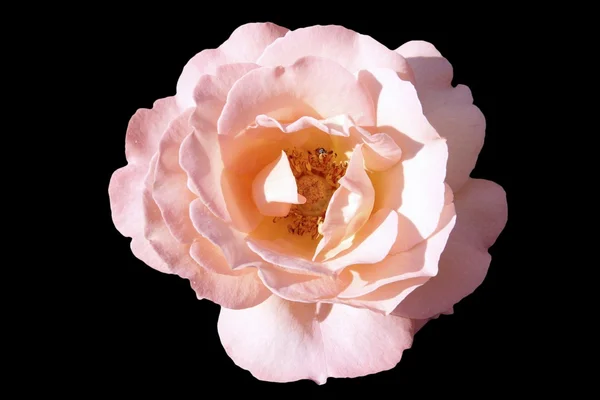 Роза изолирована — стоковое фото