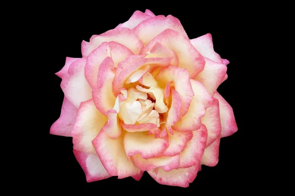 Rose isolated — Stock Photo, Image