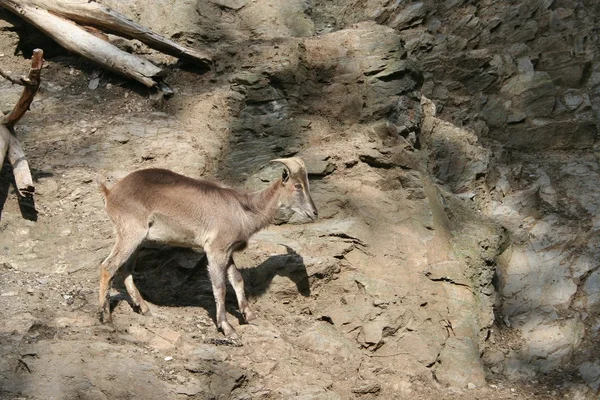 stock image Chamois