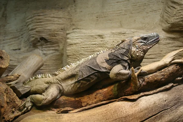 Big reptile — Stock Photo, Image