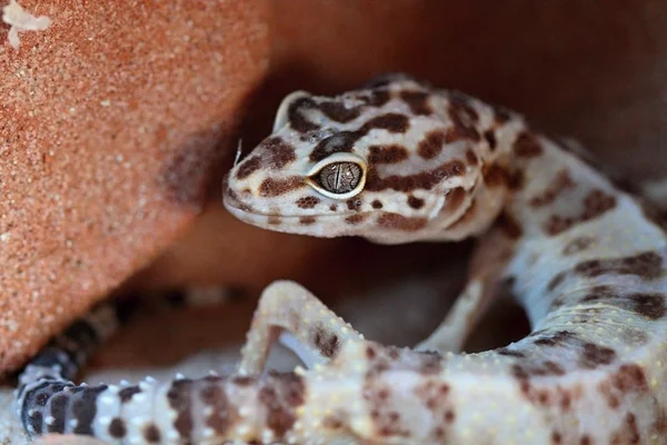 Leopard gecko — Stock Photo, Image