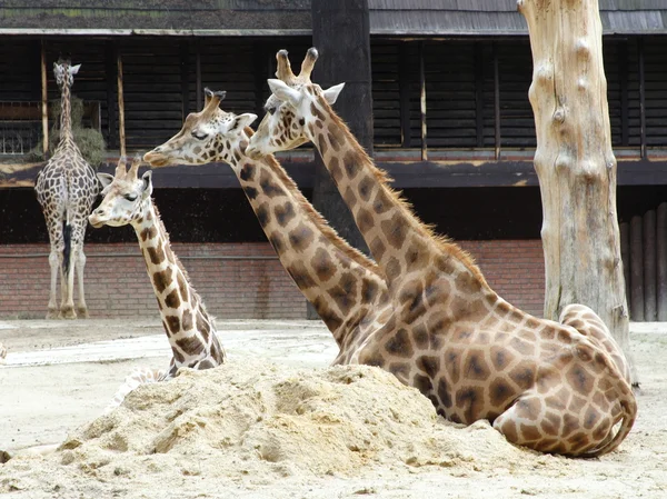 Giraffe ontspanning — Stockfoto