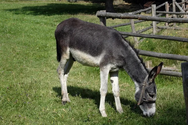 stock image Small donkey