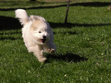 köpek coton de tulear