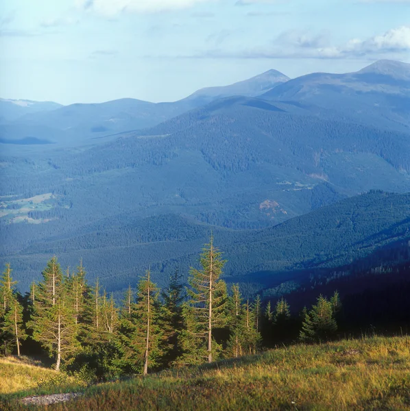 stock image Fir trees in mountains at sunset.