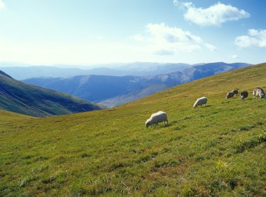 dağlarda koyun.