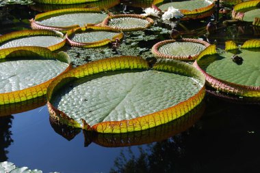 Nilüfer kurbağa ile