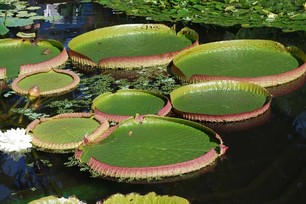 stock image Water lily with frog