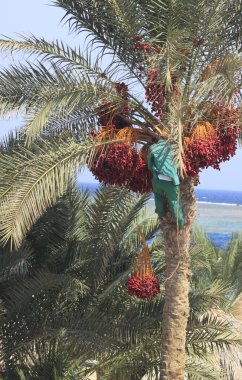 palmiye ağacı tarihlerinin hasat adam