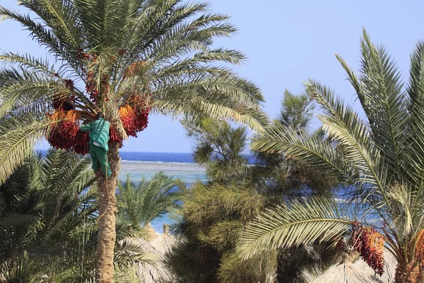 Palmiye ağacı tarihlerinin hasat adam — Stok fotoğraf